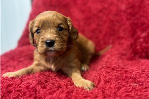 Caroline - puppy for sale