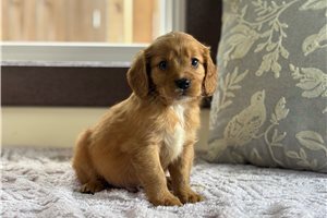 Charles - Mixed/Other for sale