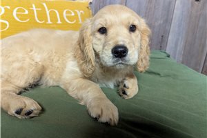 Charles - Mixed/Other for sale