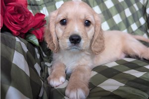 Chance - puppy for sale