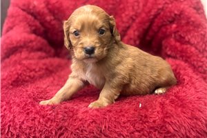 Charles - Mixed/Other for sale