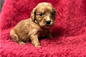Chloe - puppy for sale