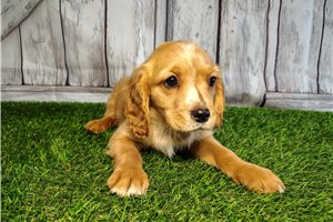 Cameron - Mixed/Other for sale