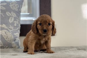 Caroline - Mixed/Other for sale