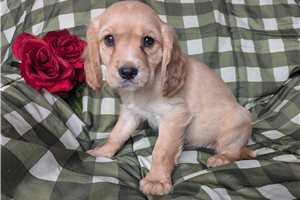 Calista - Mixed/Other for sale