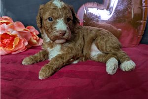 Anise - puppy for sale