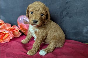 Anika - puppy for sale