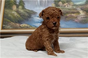 James - Miniature Poodle for sale