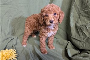 Angelica - puppy for sale