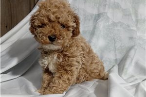 Riley - Poodle, Toy for sale