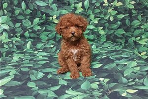 James - Miniature Poodle for sale