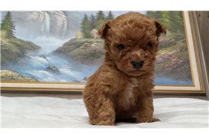 Josephine - Poodle, Miniature for sale