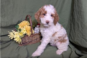 Arnie - puppy for sale