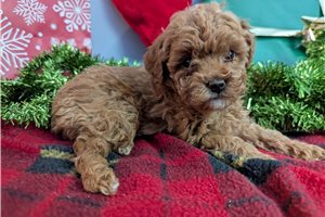 Hannah - Poodle, Miniature for sale