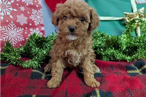 Henrietta - Poodle, Miniature for sale