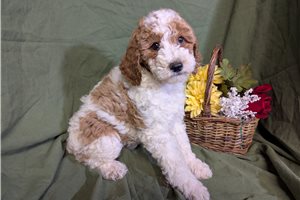 Amelie - puppy for sale