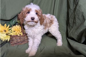 Armand - Poodle, Miniature for sale