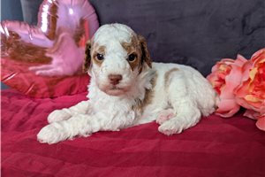Armin - puppy for sale