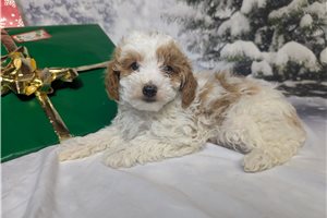 Hercules - puppy for sale