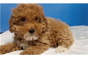 Nelson - Poodle, Toy for sale