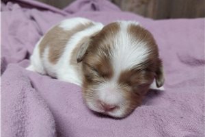 Willow - Shih-Poo - Shihpoo for sale