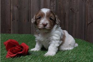 Willow - Shih-Poo - Shihpoo for sale