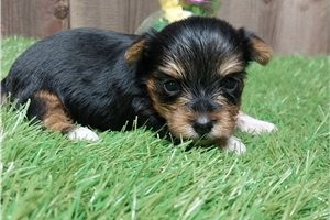 Winnie - Yorkshire Terrier - Yorkie for sale