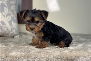 Patty - Yorkshire Terrier - Yorkie for sale
