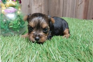Wren - Yorkshire Terrier - Yorkie for sale