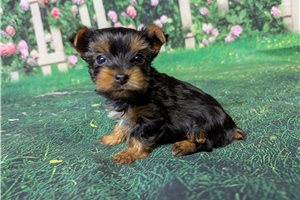 Pansy - puppy for sale
