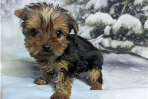 Dalton - Yorkshire Terrier - Yorkie for sale