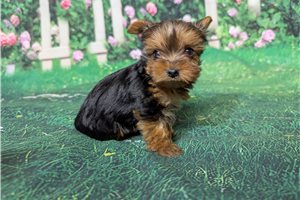 Paradise - Yorkshire Terrier - Yorkie for sale