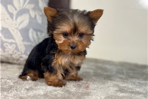 Paradise - Yorkshire Terrier - Yorkie for sale