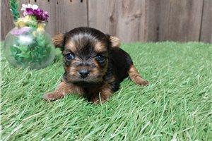 Winter - Yorkshire Terrier - Yorkie for sale