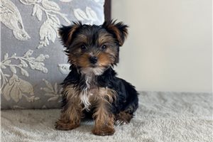 Patty - Yorkshire Terrier - Yorkie for sale