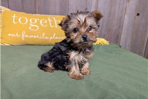 Dalton - Yorkshire Terrier - Yorkie for sale