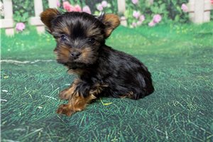 Patsy - puppy for sale
