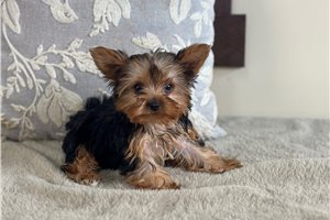 Paradise - Yorkshire Terrier - Yorkie for sale