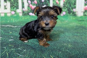 Patty - puppy for sale