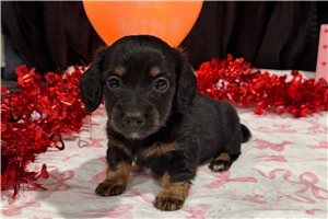 Juniper - Dachshund, Mini for sale