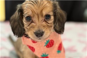Nina - Dachshund, Mini for sale