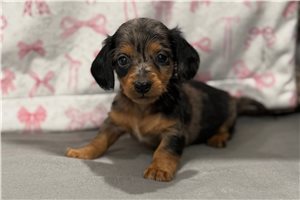 Kellie - Dachshund, Mini for sale