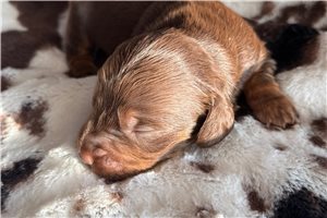 Jaxon - Dachshund, Mini for sale