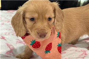 Nadia - Dachshund, Mini for sale