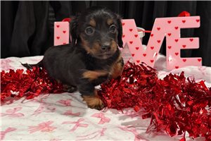 Jules - Dachshund, Mini for sale
