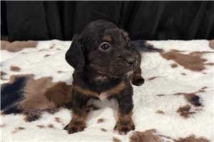 Jasper - Dachshund, Mini for sale