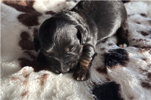 Joseph - Dachshund, Mini for sale