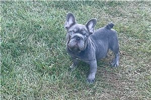 Jesper - French Bulldog for sale