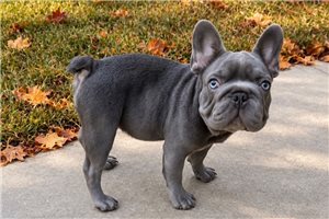 Jesper - French Bulldog for sale
