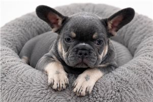 Nadia - French Bulldog for sale